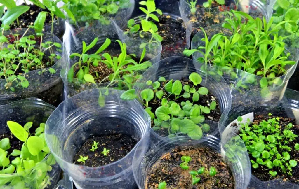 seedlings to plant in march