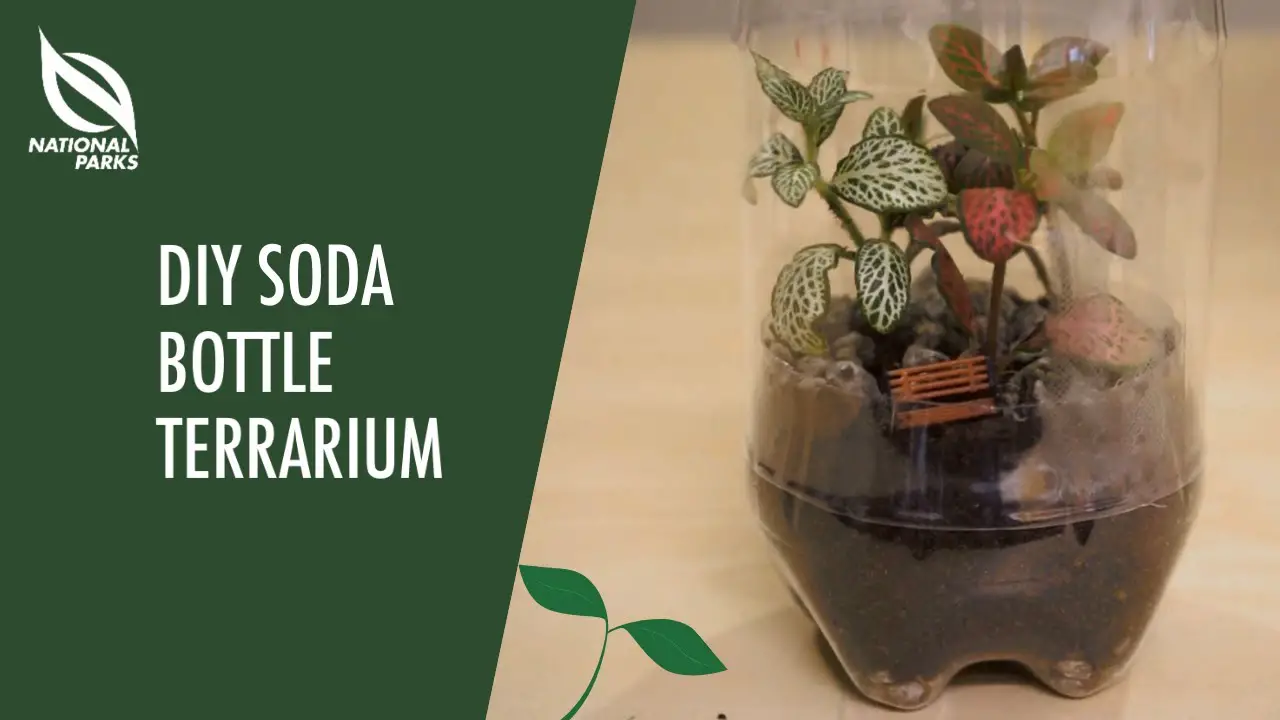 Fantastic Terrarium Ideas You Can Have At Home Slick Garden