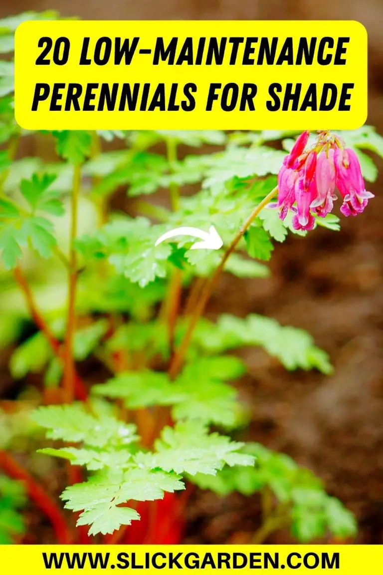 20 Low-Maintenance Perennials For Shade – Slick Garden