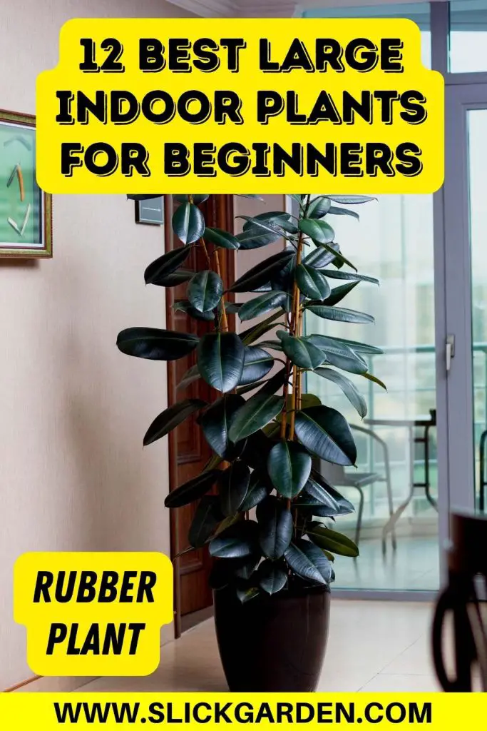 12 Best Large Indoor Plants For Beginners – Slick Garden