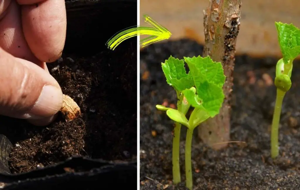 seeds and seedling of bitter melon