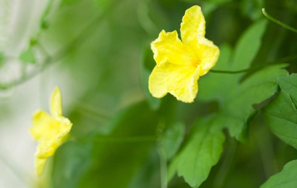 flowers of bitter melon