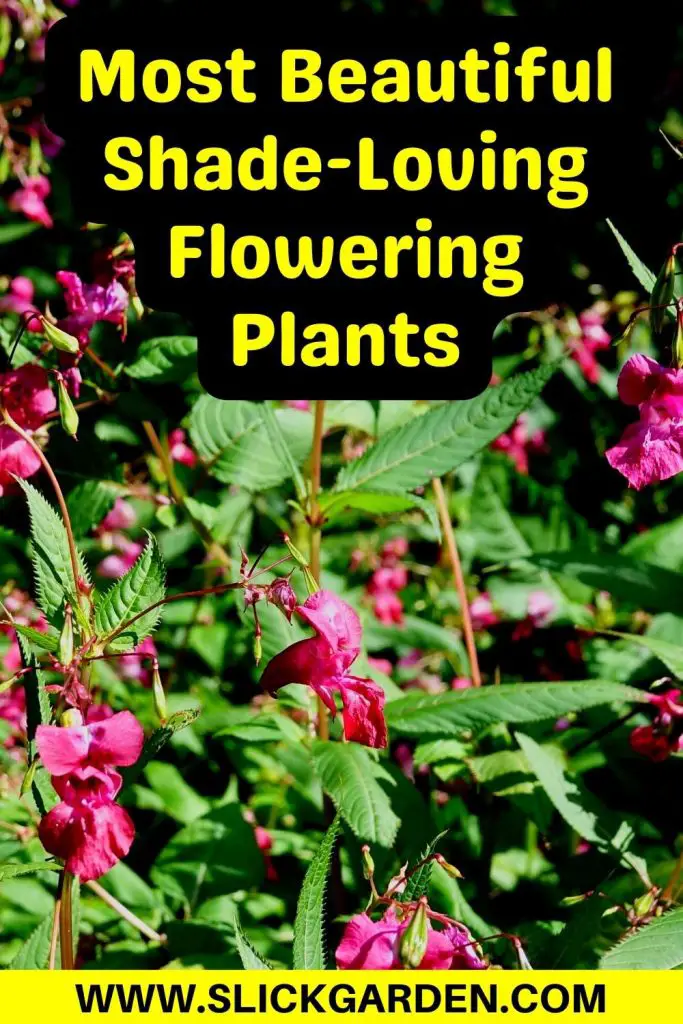 20 Shade-Loving Flowering Plants – Slick Garden