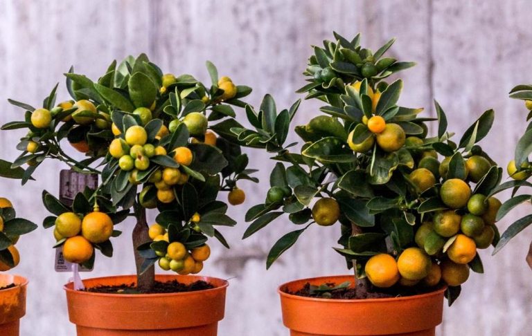 Dwarf Fruit Trees That Can Be Grown In Pots