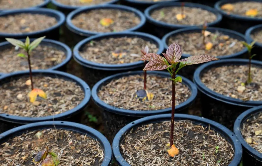 How To Grow Hass Avocado From Seed? Slick Garden