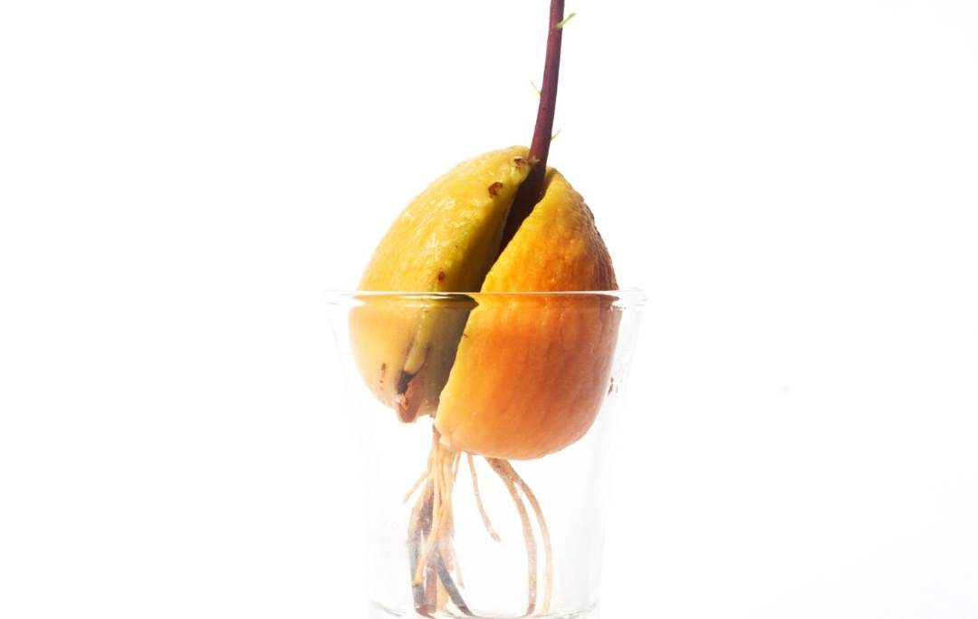 How To Grow Hass Avocado From Seed? Slick Garden