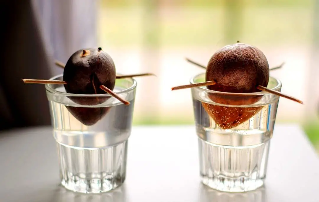 How To Grow Hass Avocado From Seed? Slick Garden