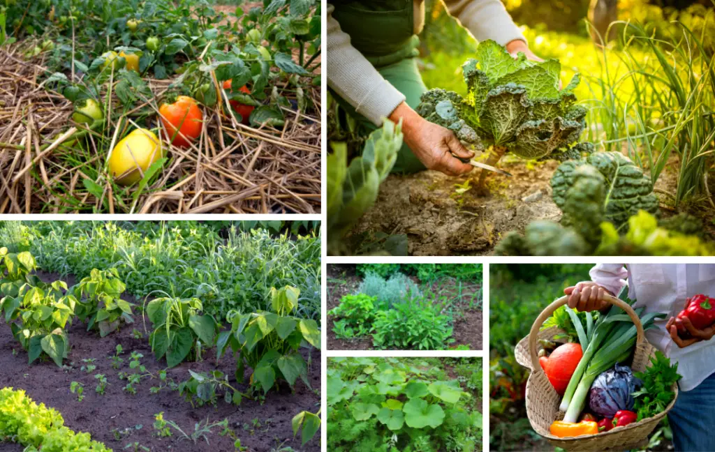 crops in garden