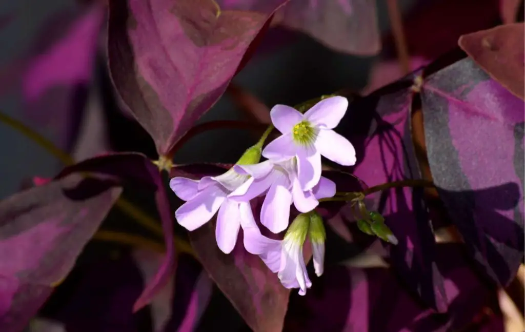 Grow False Shamrock Indoors