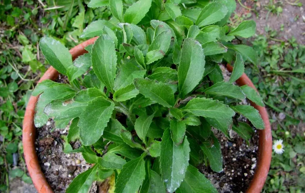 stevia plants in pots