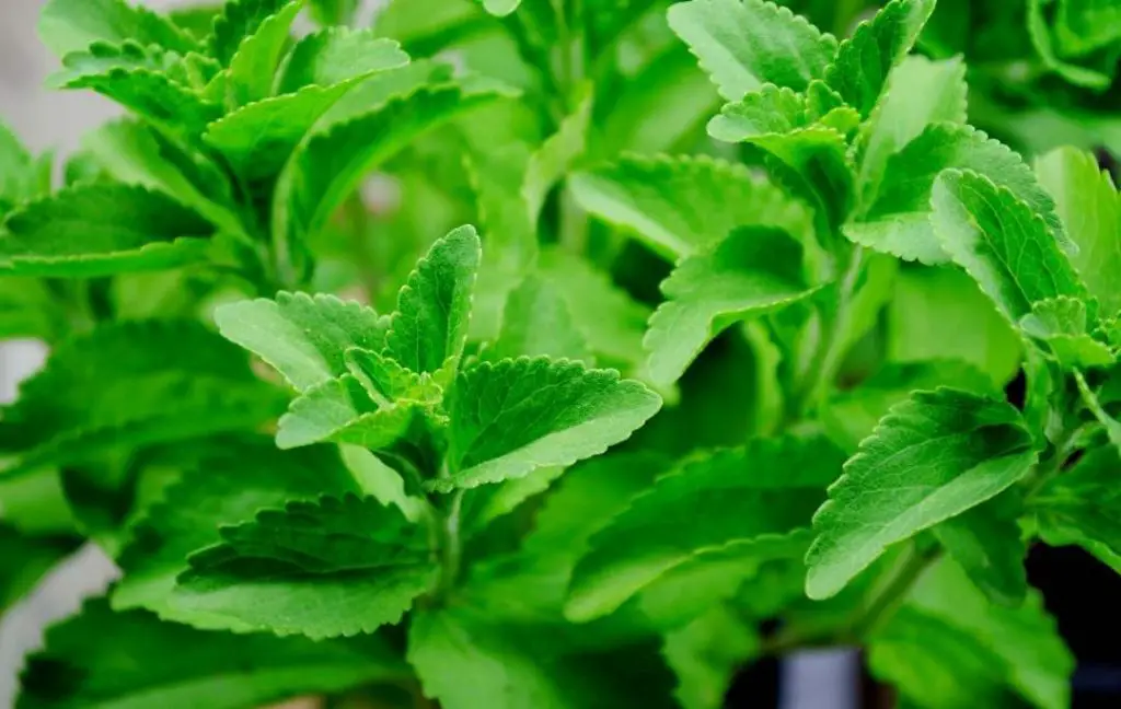 stevia plants