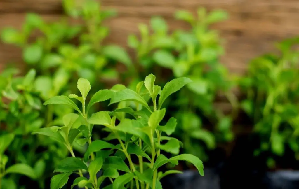 stevia plants in grow bags