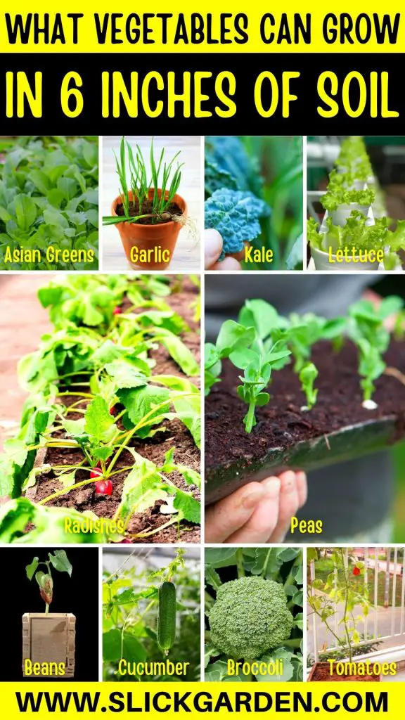 What Vegetables Can Grow In 6 Inches Of Soil Slick Garden