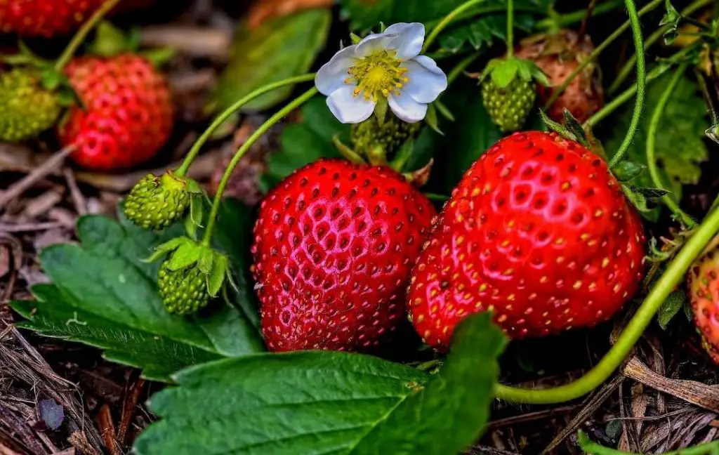 Dedicated Strawberry Patch