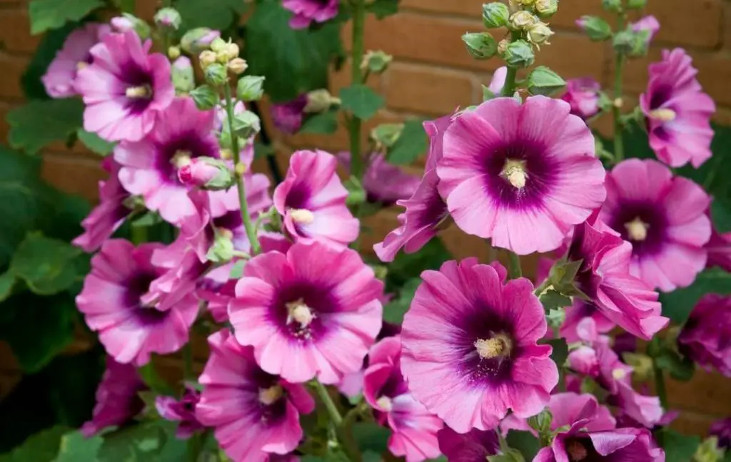 How To Grow Hollyhocks In Pots? – Slick Garden