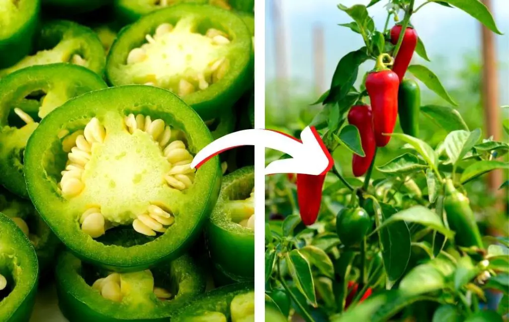 Grow Jalapenos From Store-Bought Peppers