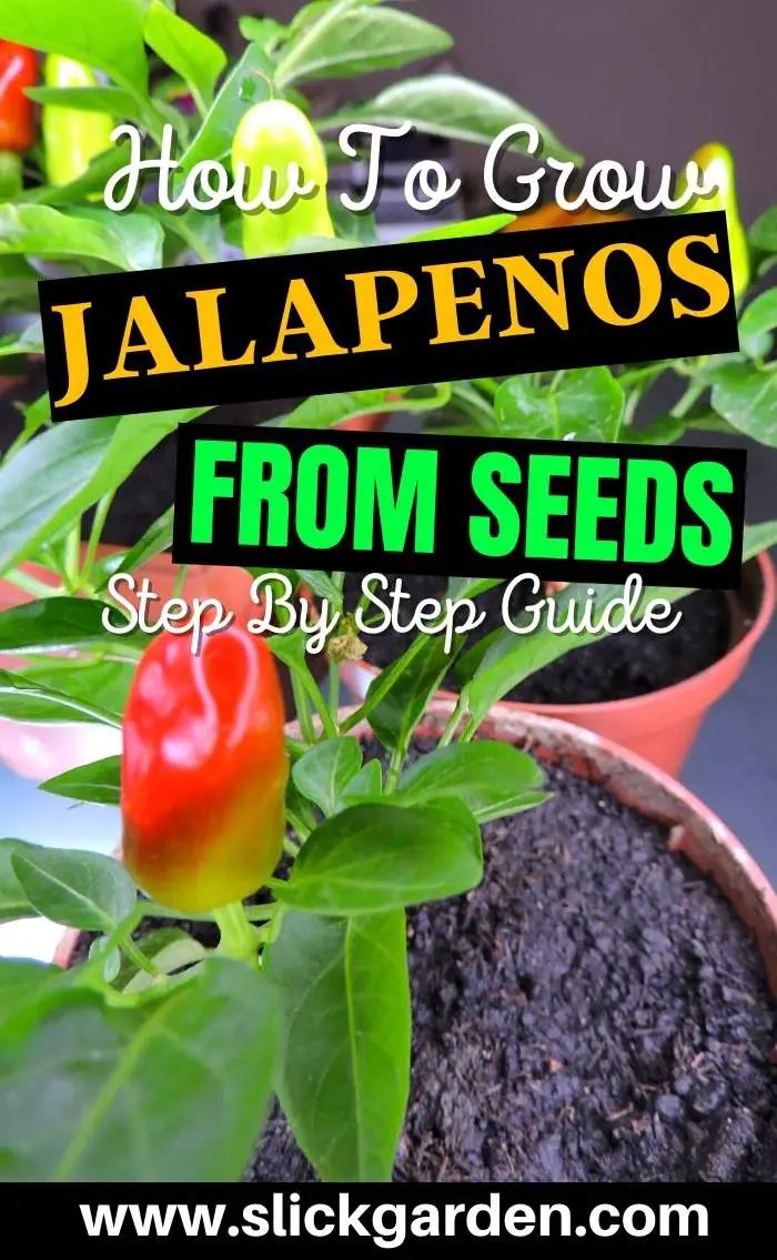 Can You Grow Jalapenos From StoreBought Peppers? Slick Garden