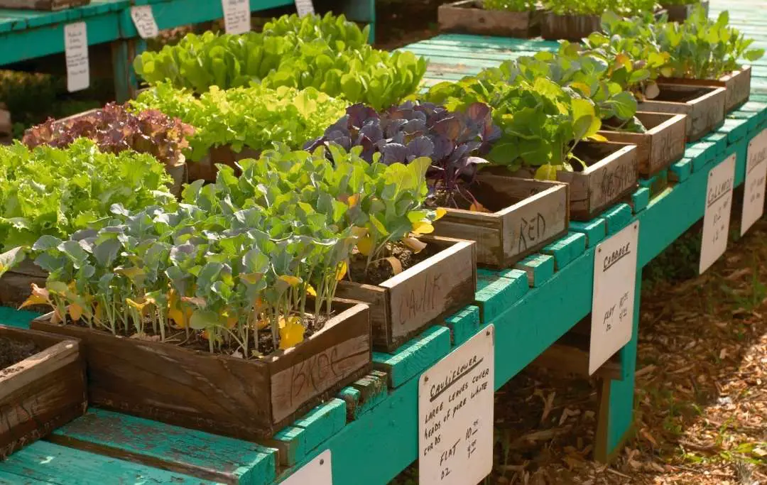 What Plants Can Grow In 3 Inches Of Soil? Slick Garden