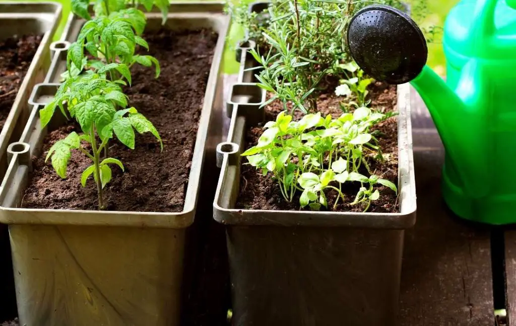 deck vegetable garden