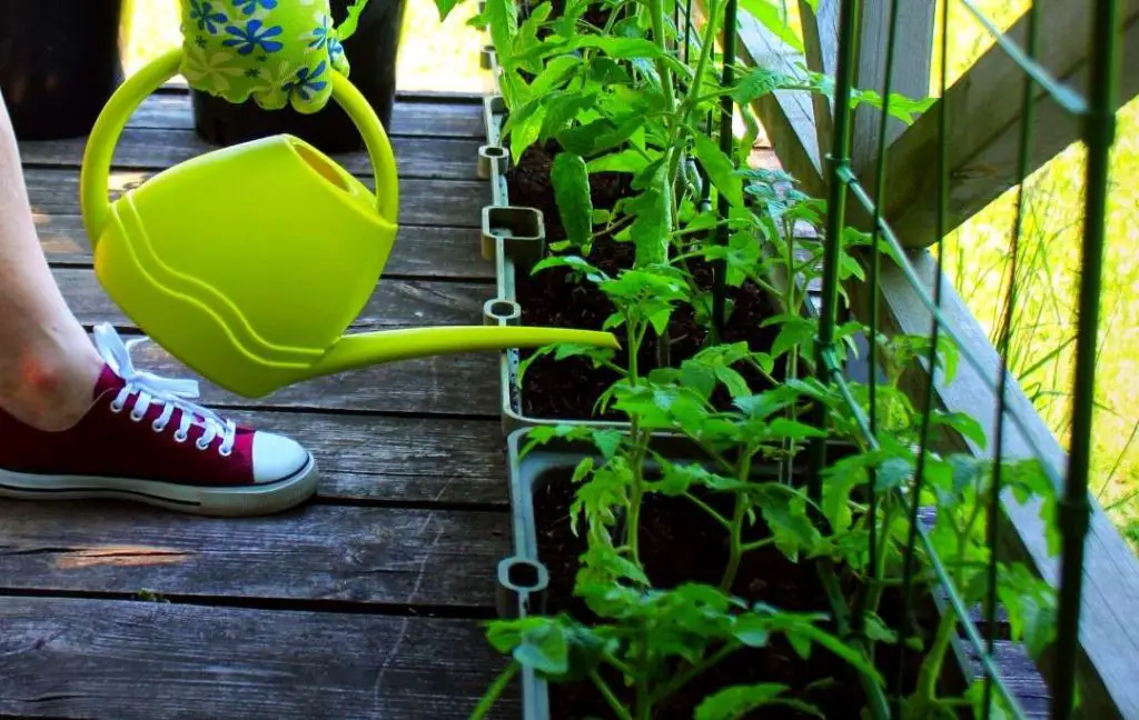 deck vegetable garden