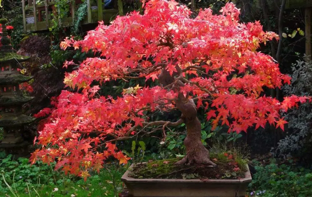 Japanese Maple In Container