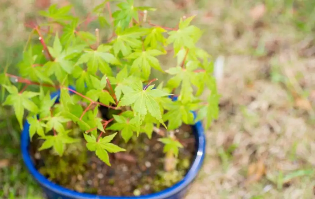 Japanese Maple In Container