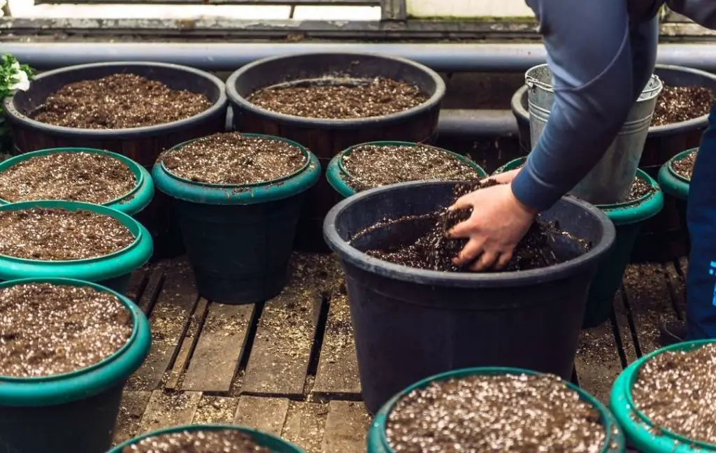 Best Soil For Japanese Maple In Container