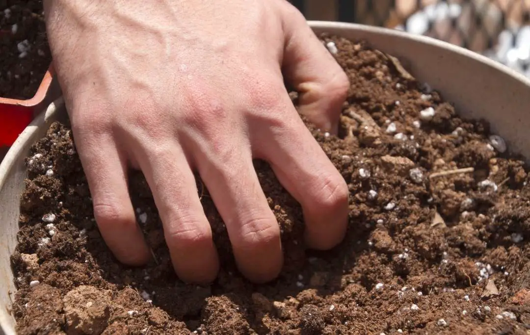 Best Soil For Japanese Maple In Container Slick Garden