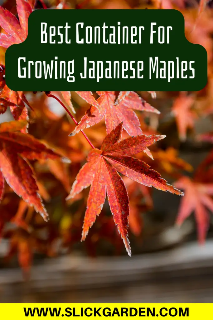  Japanese Maple In Container pin