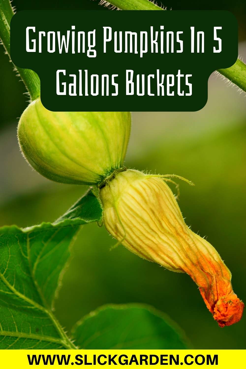 Growing Pumpkins In 5 Gallons Buckets Slick Garden