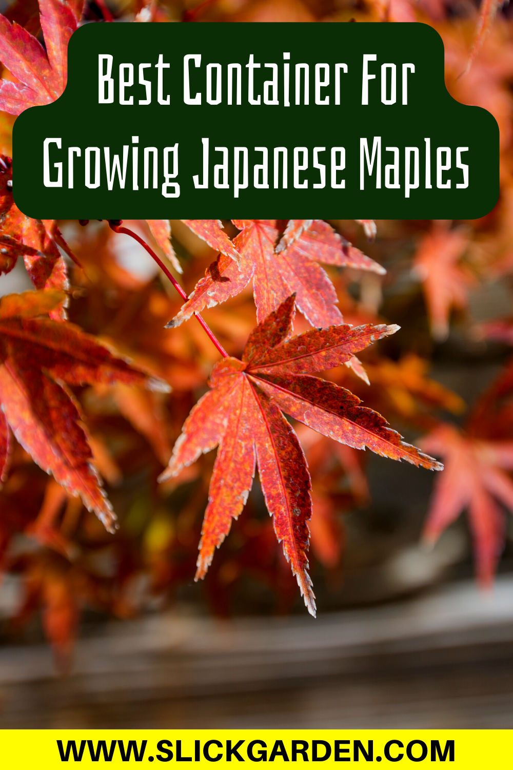 Best Soil For Japanese Maple In Container Slick Garden