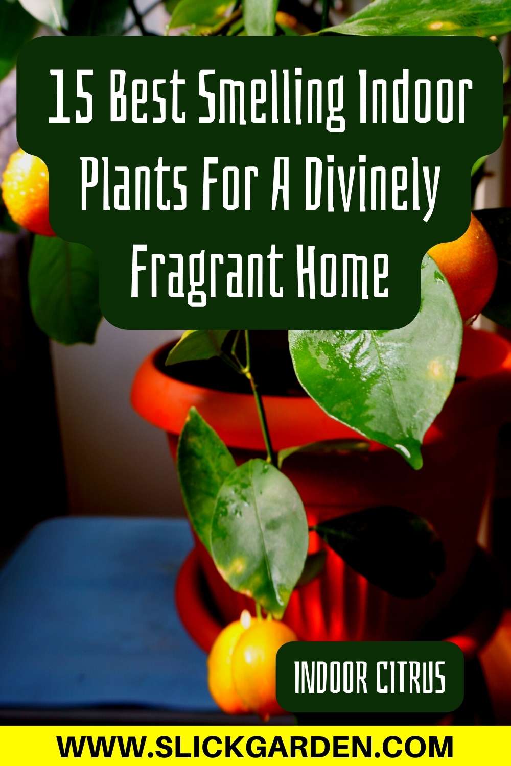 15 Best Smelling Indoor Plants For A Divinely Fragrant Home Slick Garden