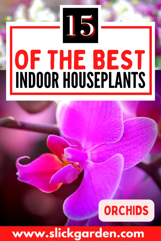 15 Best Smelling Indoor Plants For A Divinely Fragrant Home – Slick Garden