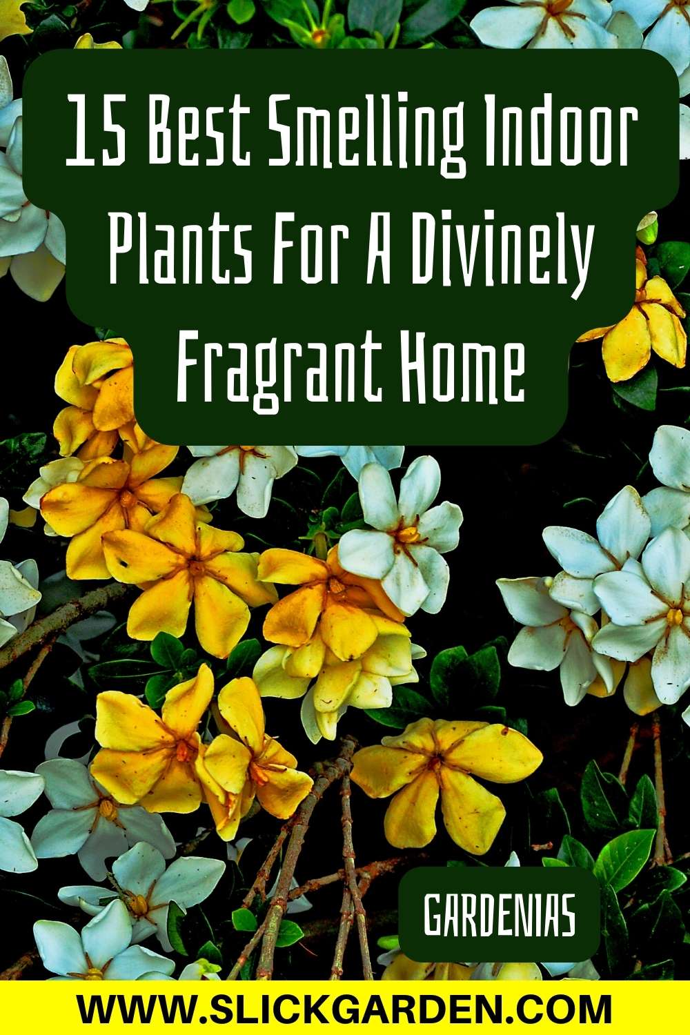 15 Best Smelling Indoor Plants For A Divinely Fragrant Home Slick Garden