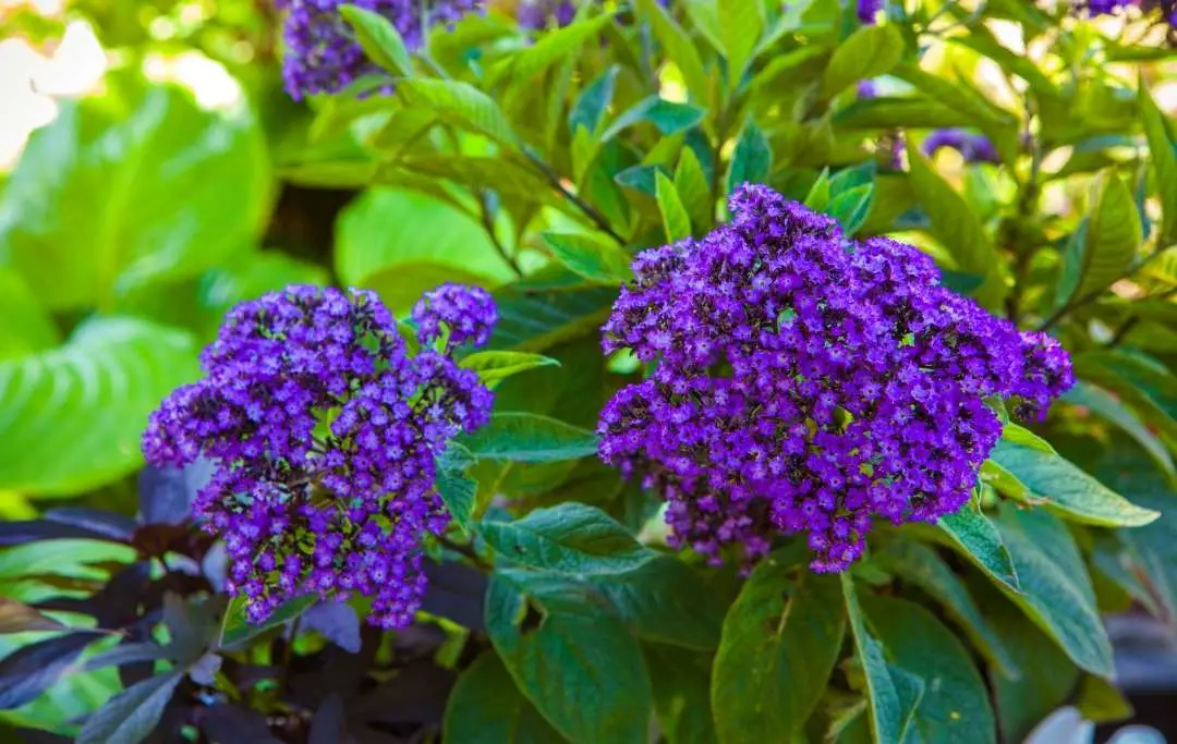 15 Best Smelling Indoor Plants For A Divinely Fragrant Home Slick Garden