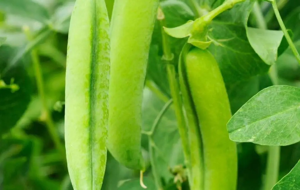 pea pods