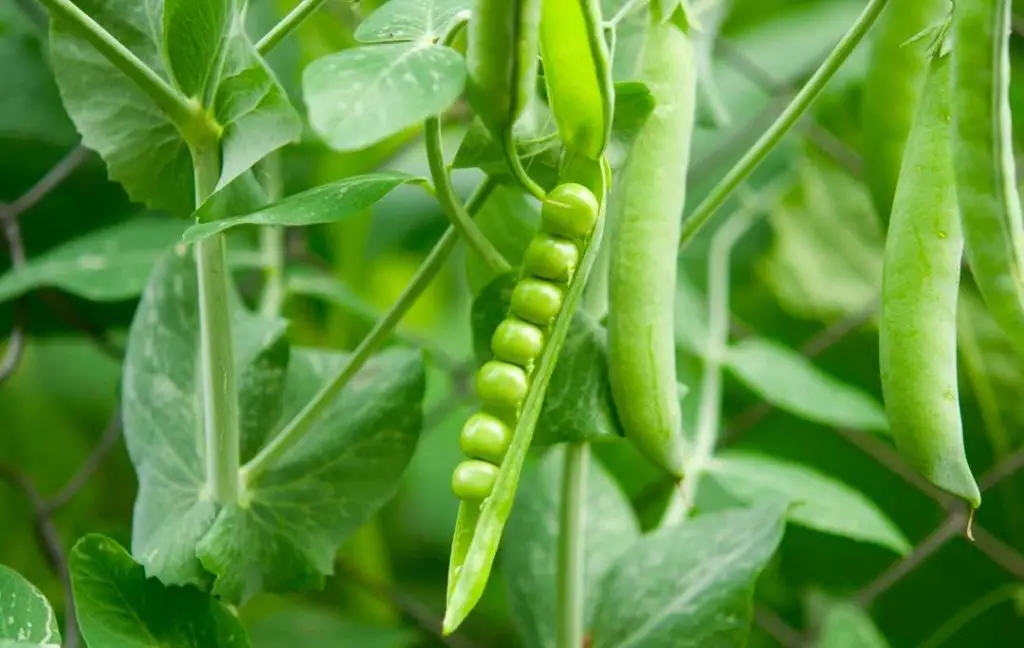 pea pods and plants