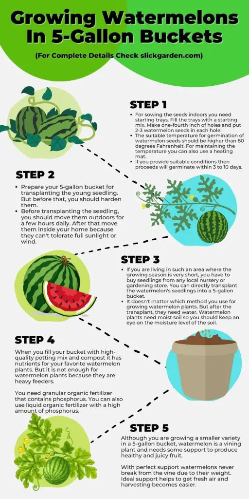Growing Watermelons In 5Gallon Buckets Slick Garden