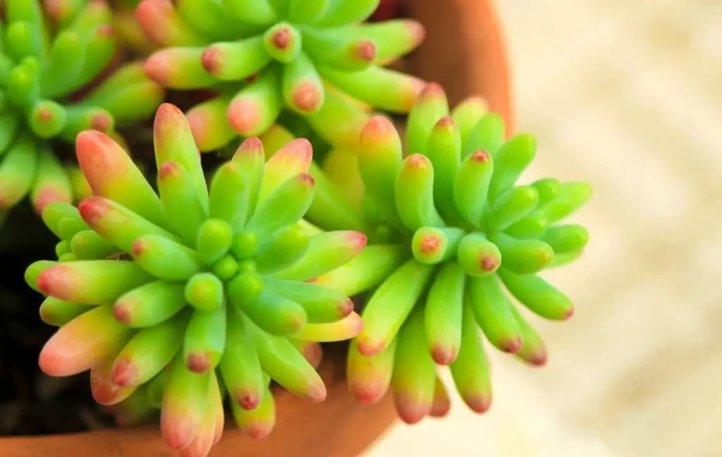 Jelly Beans Succulents 