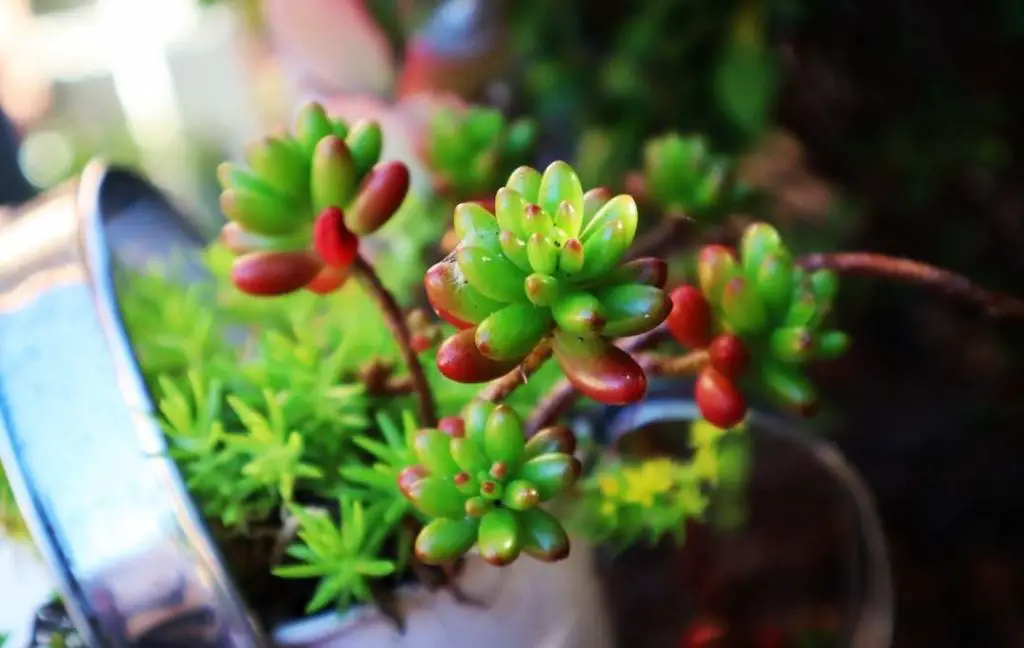 Propagate Jelly Beans Succulents From Stem