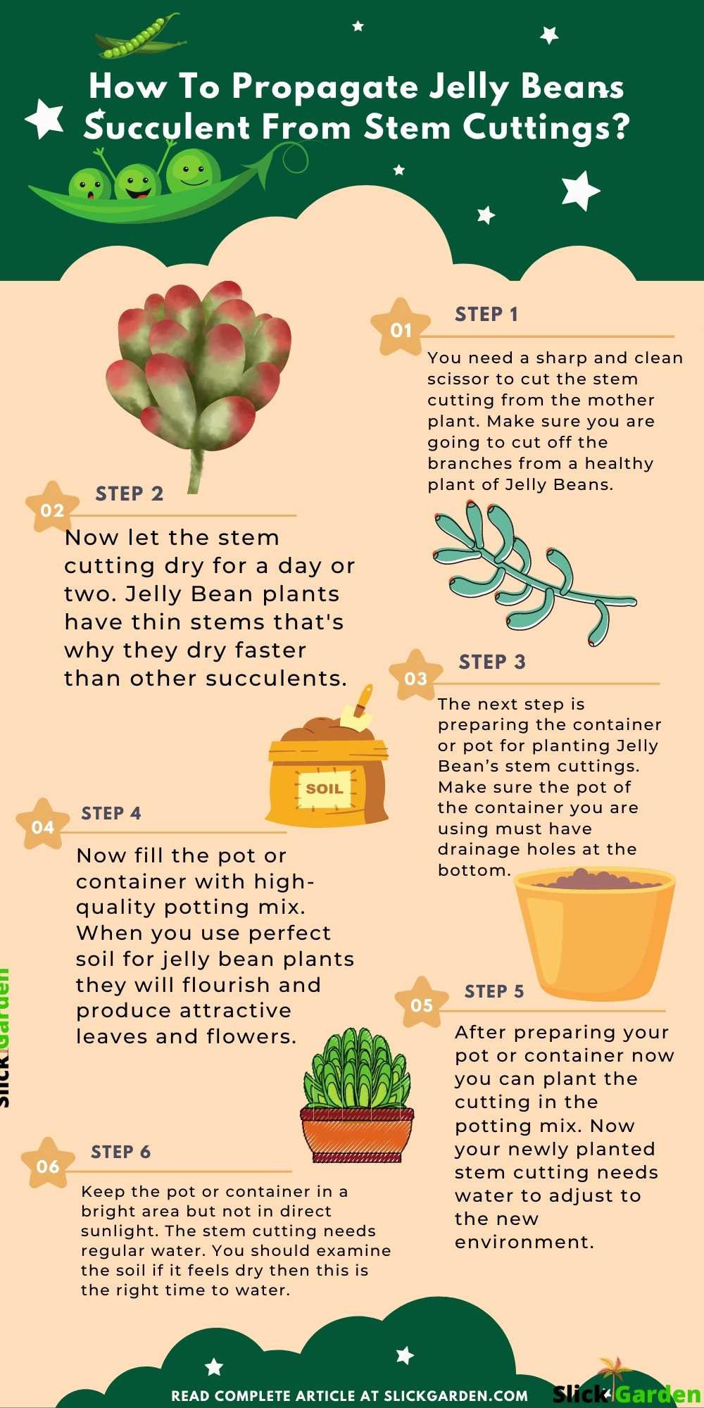 Propagate Jelly Beans Succulents From Stem infographic