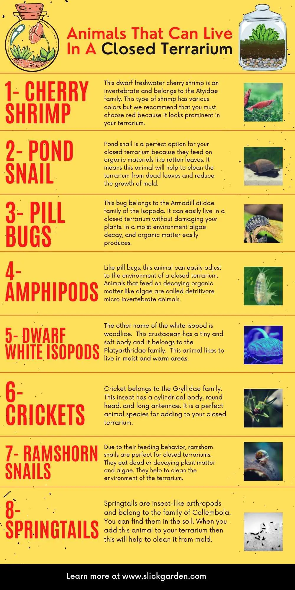 Animals That Can Live In A Closed Terrarium - infographic