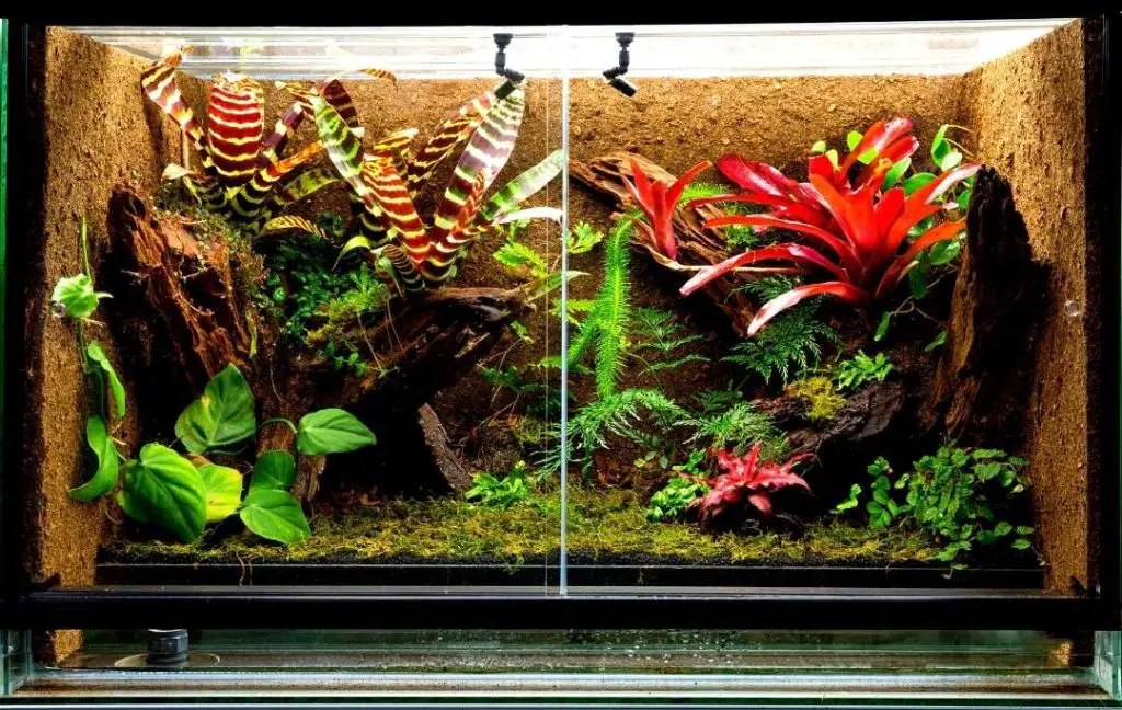 BIOACTIVE TERRARIUM