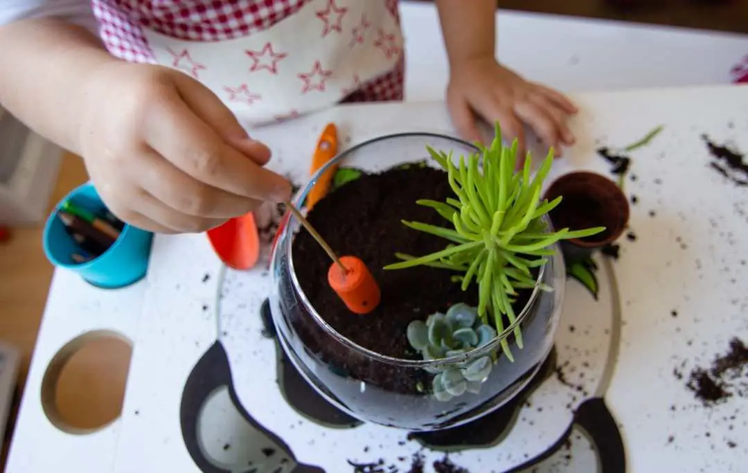 Best Soil For Terrarium Slick Garden