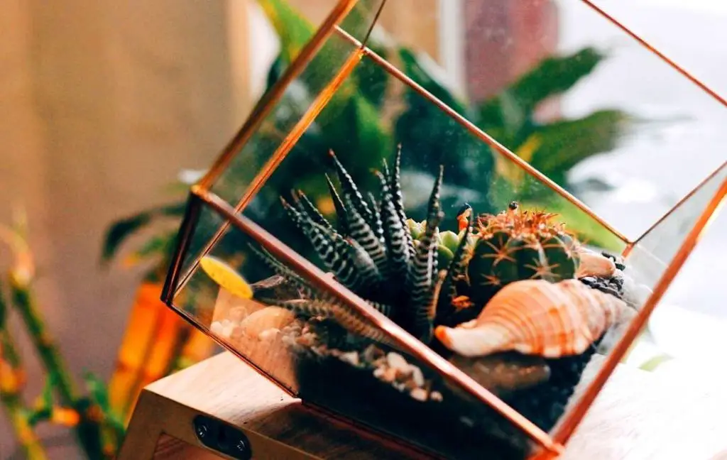 DIY GEOMETRIC TERRARIUM