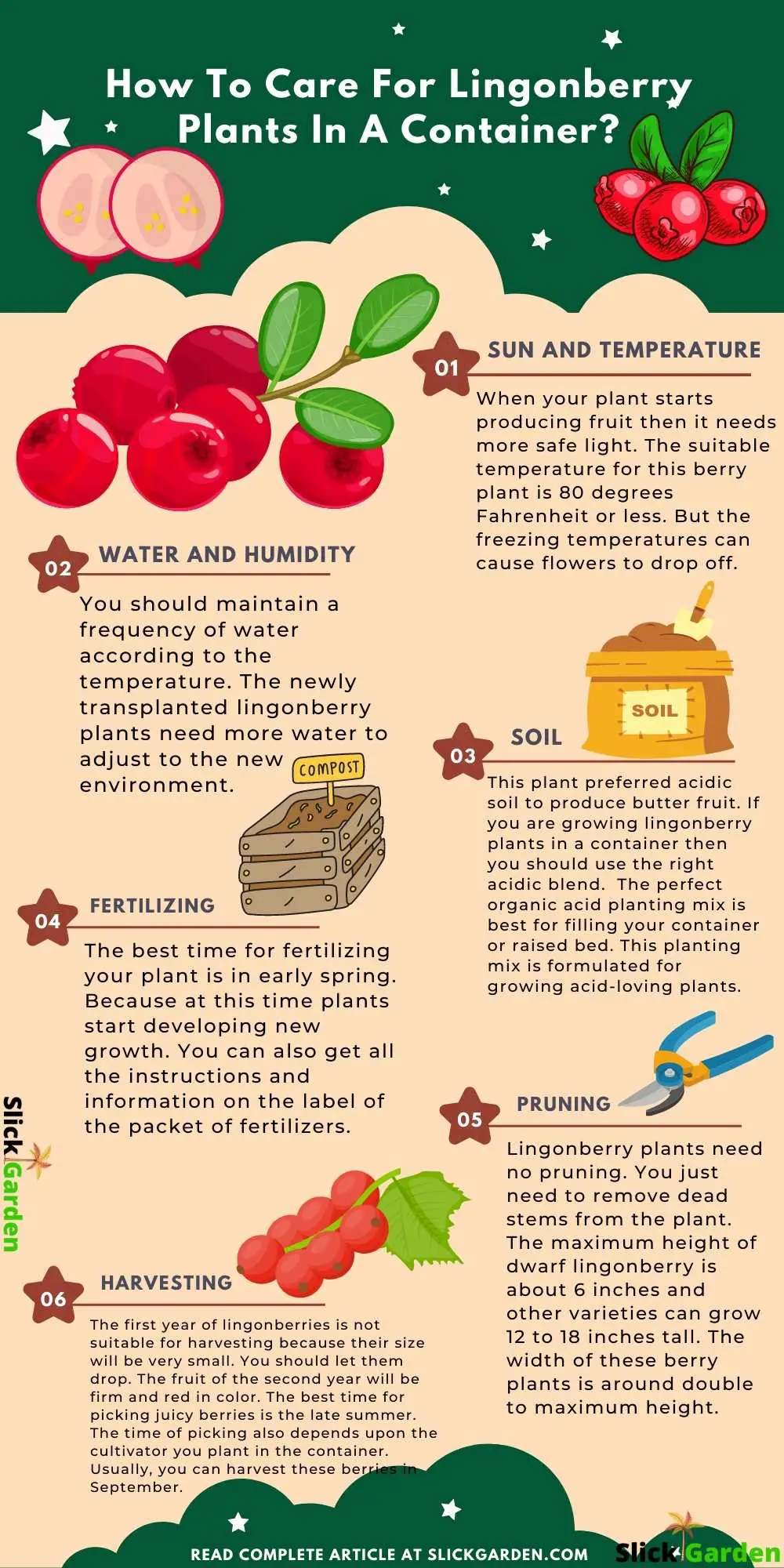 Care For Lingonberry Plants In A Container - infographic 
