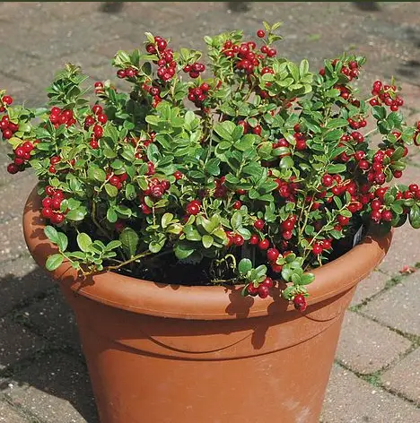 Lingonberry In Containers