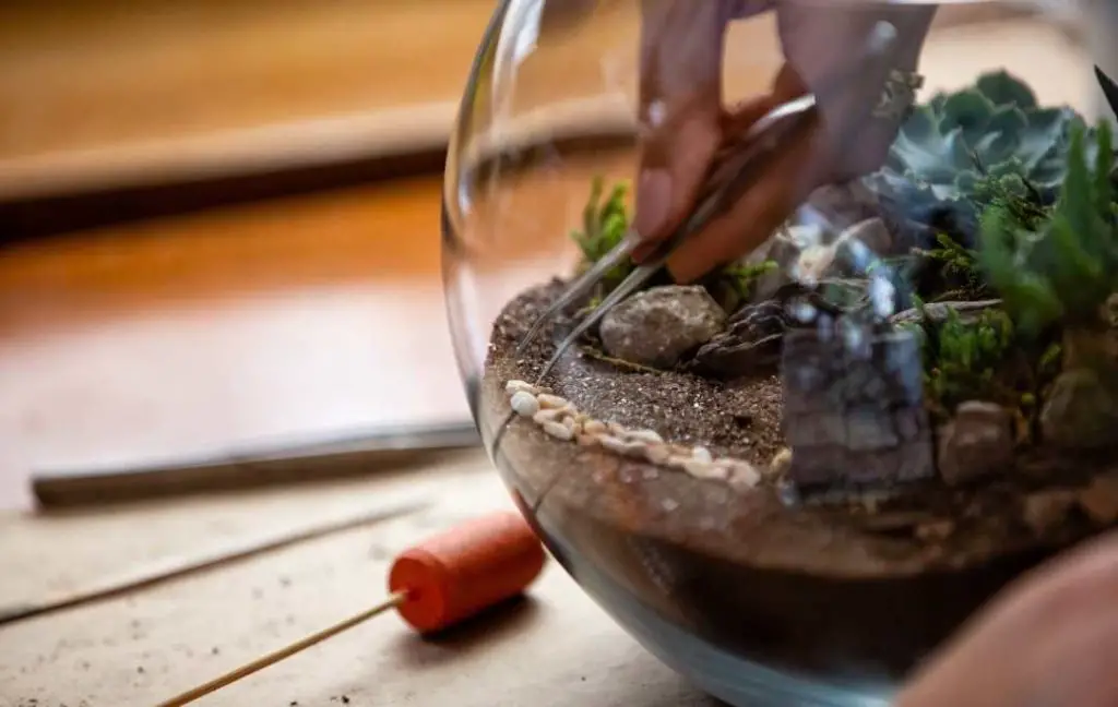How To Make A Closed Terrarium With Animals?