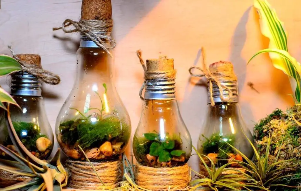 LIGHTBULB TERRARIUM