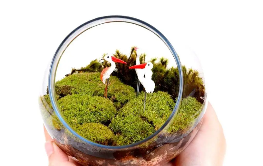  MINI LANDSCAPE TERRARIUM